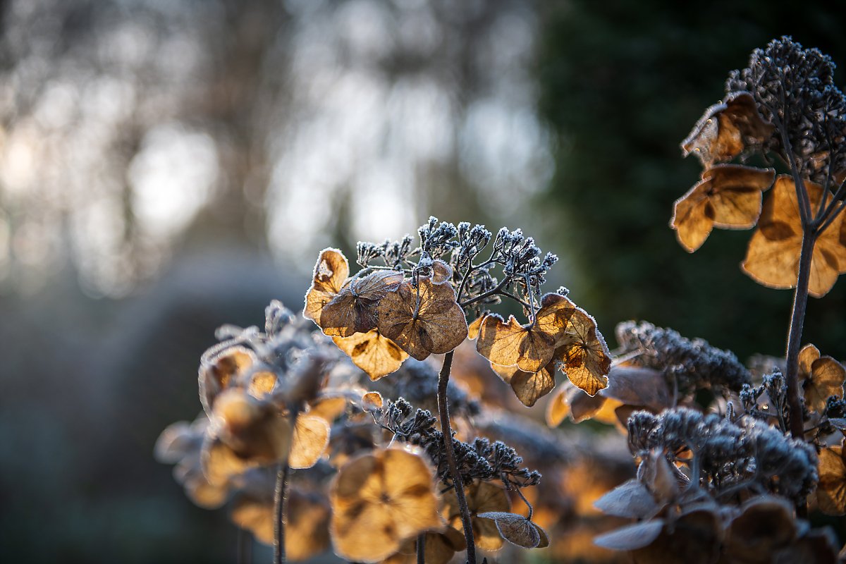 Mariage d'hiver, hortensias, détail du jardin sous le givre de janvier. Aurore delsoir photographe de mariage