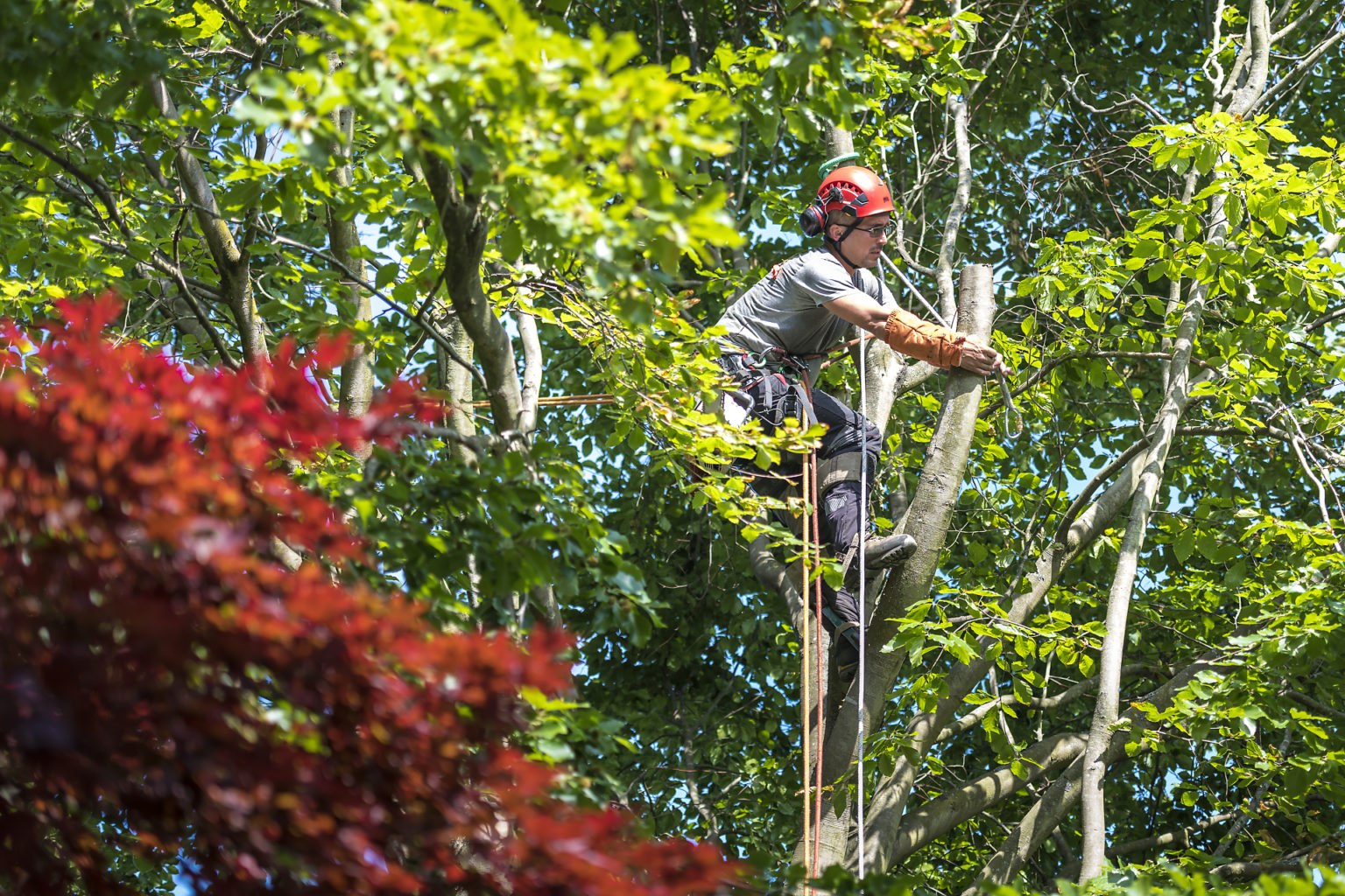 Opération d'abattage d'arbre par Noco l'arboriste, Aurore Delsoir photographe