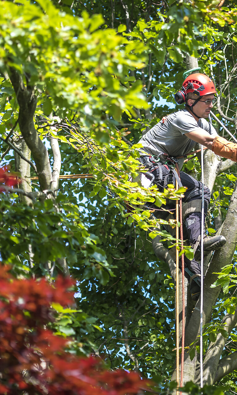 Opération d'abattage d'arbre par Noco l'arboriste, Aurore Delsoir photographe