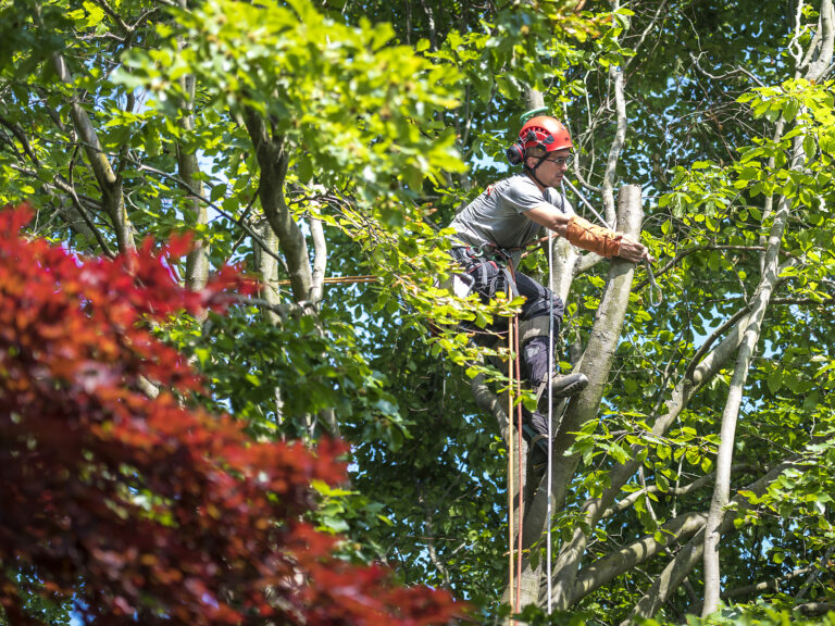 Opération d'abattage d'arbre par Noco l'arboriste, Aurore Delsoir photographe