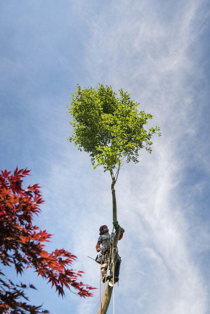 Sous les frondaisons, portrait de Nico l'arboriste, par Aurore Delsoir photographe d'entreprise