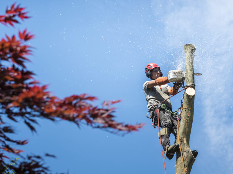 Nico l'arboriste, arboriste grimpeur en plein abattage par Aurore Delsoir photographe d'entreprise