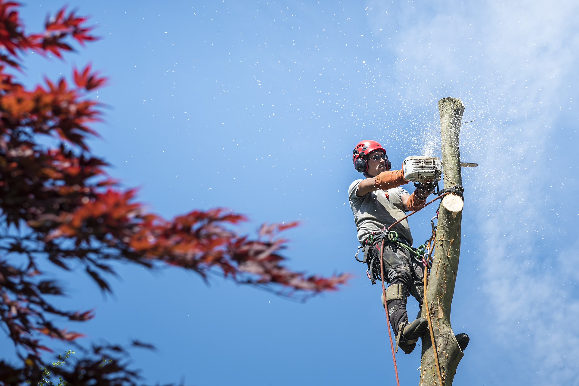 Nico l'arboriste, arboriste grimpeur en plein abattage par Aurore Delsoir photographe d'entreprise