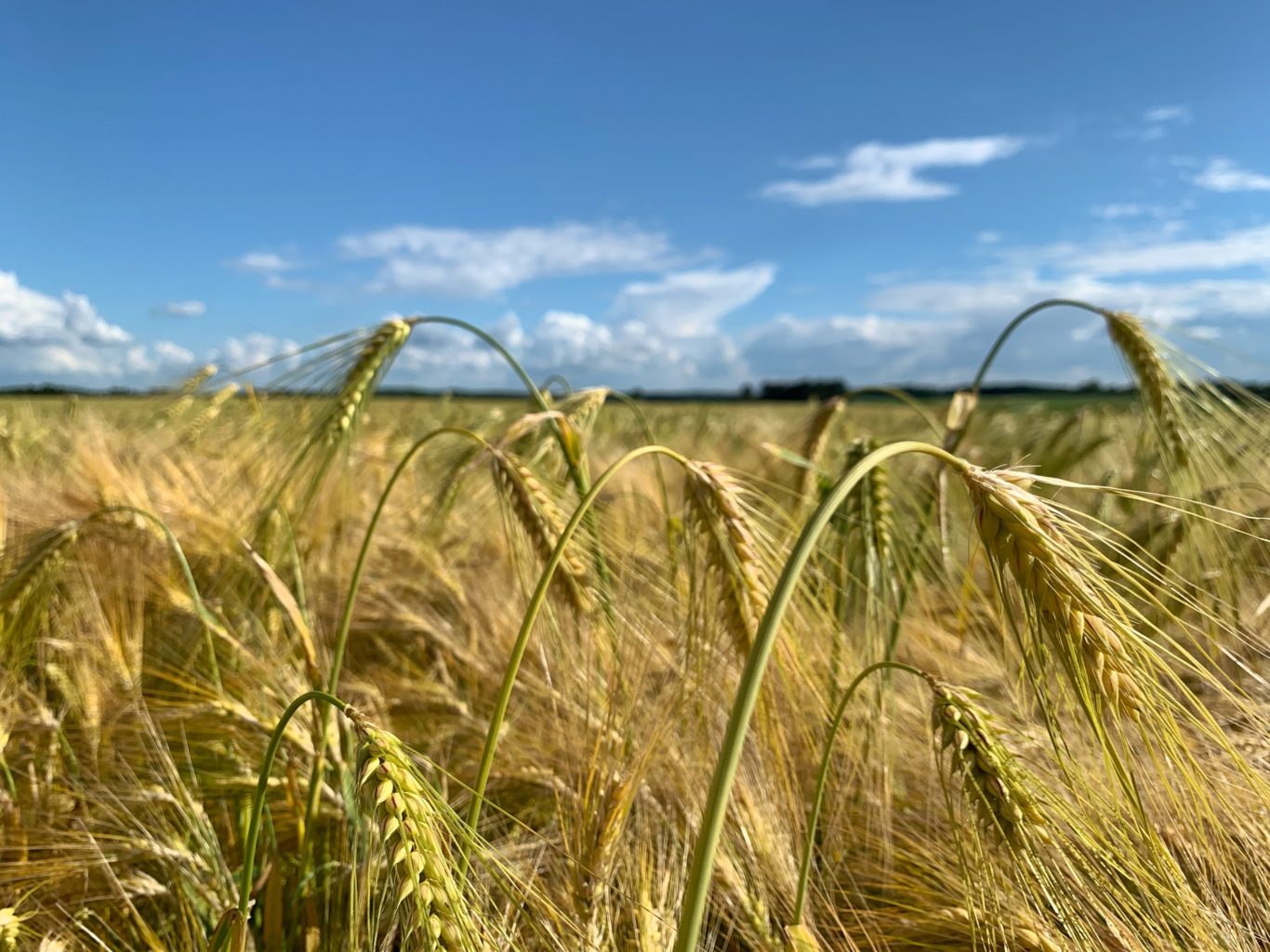 Champ de blé pour EcoXtract