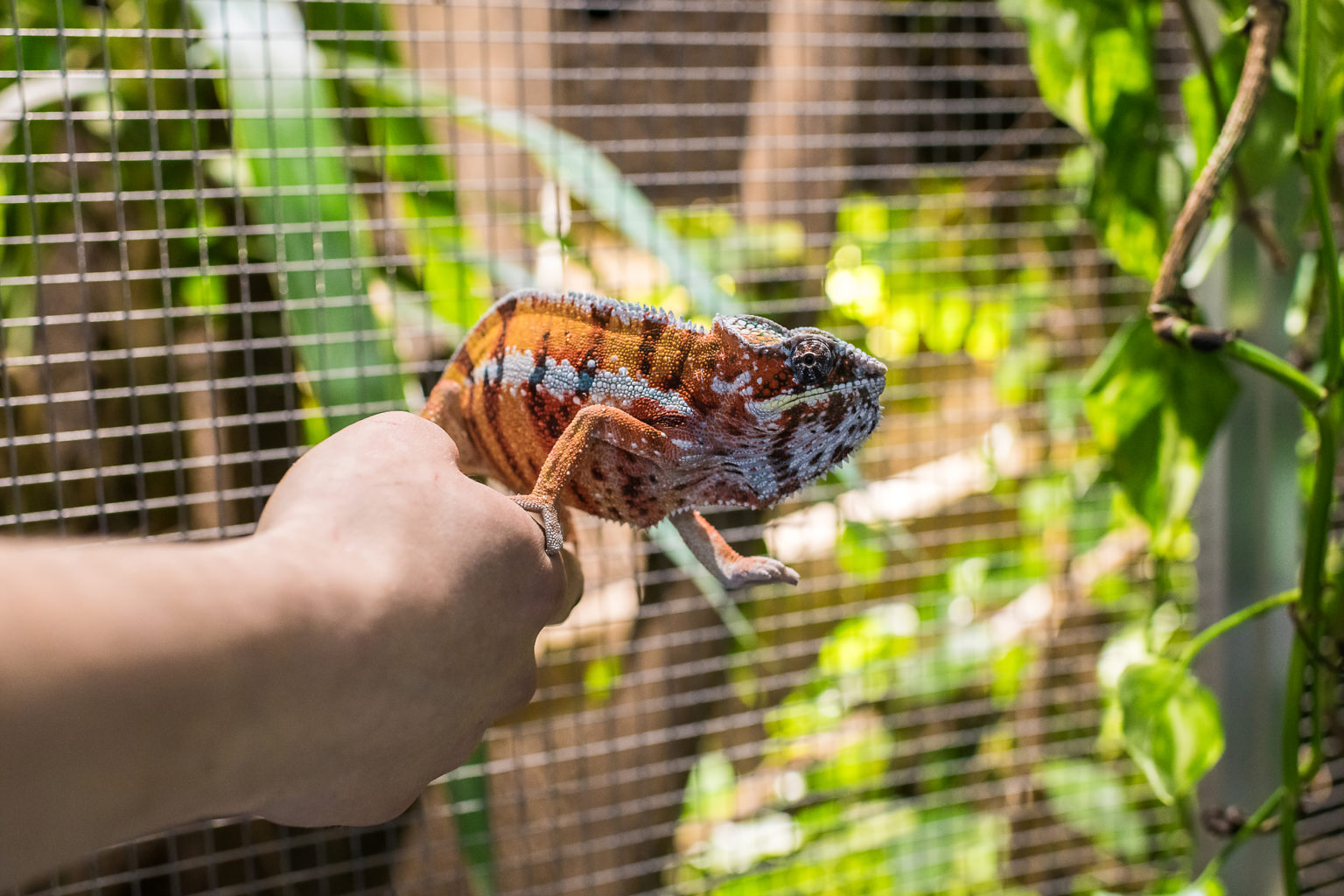 Un caméléon multicolore chez BO Reptiles