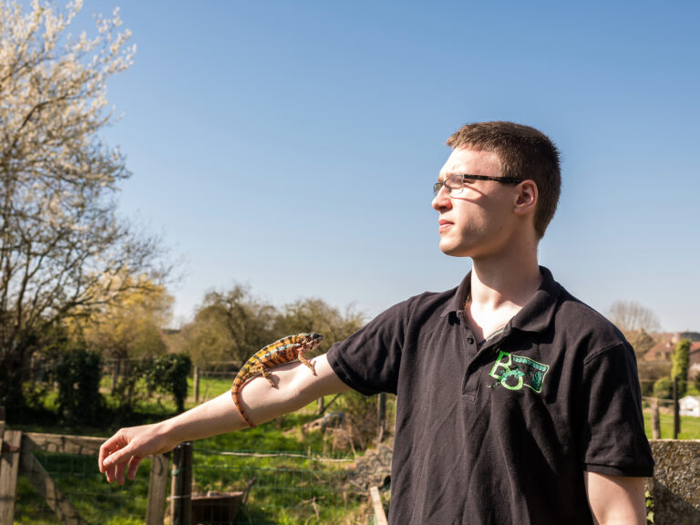 Boris Levecq, BO Reptiles et un de ses caméléons
