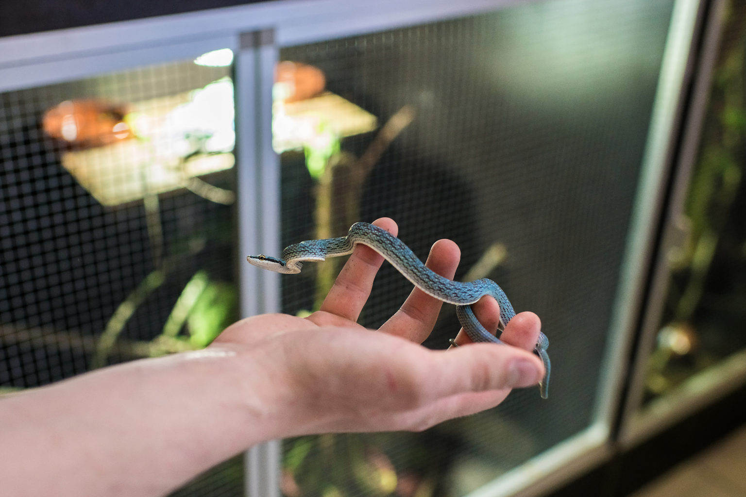 Un serpent bleu chez BO Reptiles par Aurore Delsoir photographe