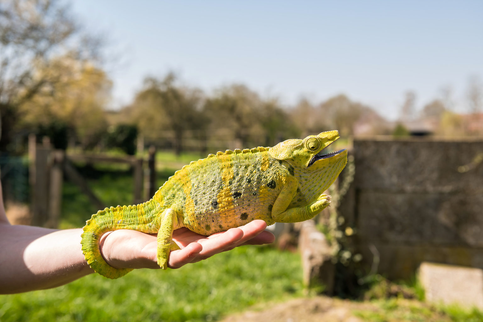 Un caméléon chez BO Reptiles, par Aurore Delsoir Photographe