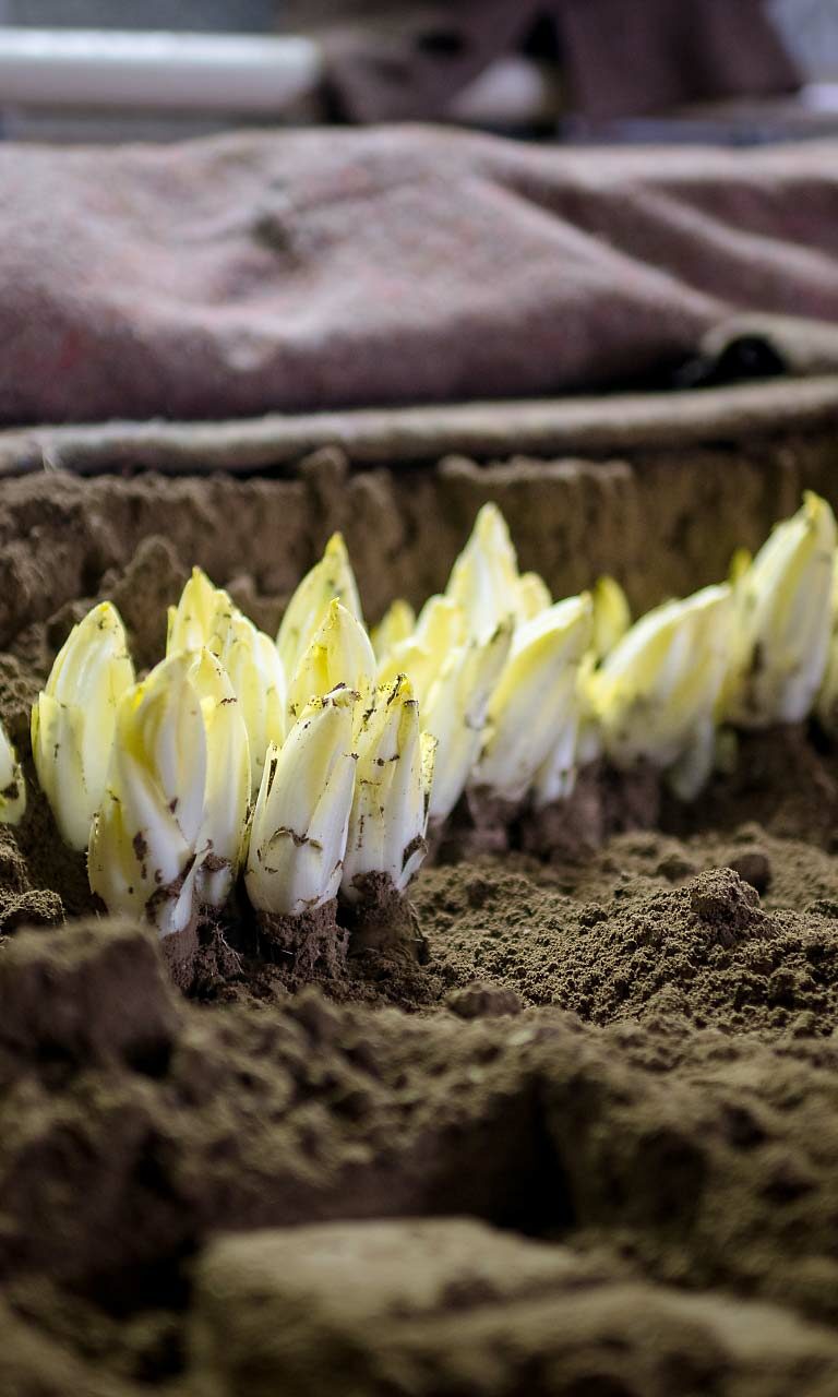 Des chicons qui sortent de la terre